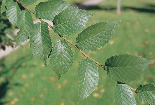 Ulmus davidiana var. japonica ND Tree Selector