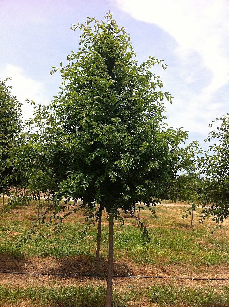 Ulmus 'Frontier' Whitetail Tree Farm plantANTcom
