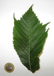 Ulmus glabra 'Cornuta' httpsuploadwikimediaorgwikipediacommonsthu