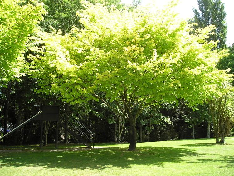 Ulmus glabra 'Lutescens' Gallery Productive Trees Ltd Wanganui New Zealand
