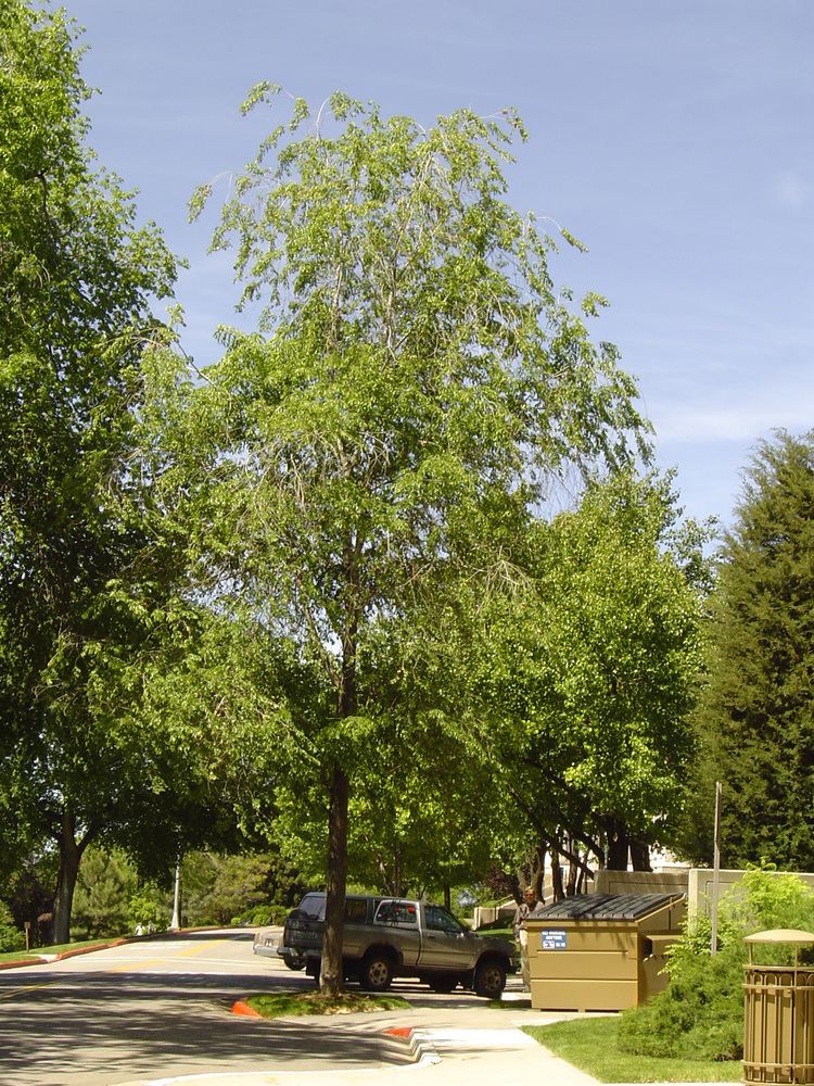 Ulmus 'Homestead' Tree Tours Tree Culture Page