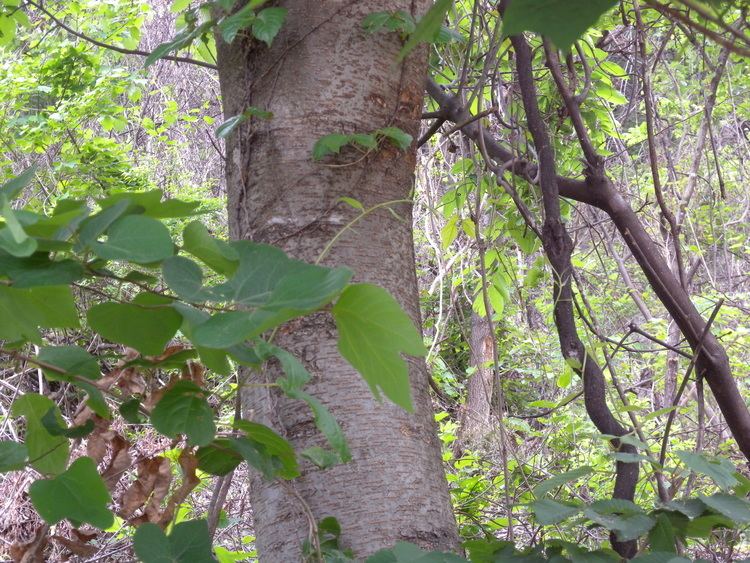 Ulmus macrocarpa Dicots The Woody Plants of Korea
