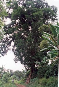 Ulmus mexicana zempoalehuatljpg
