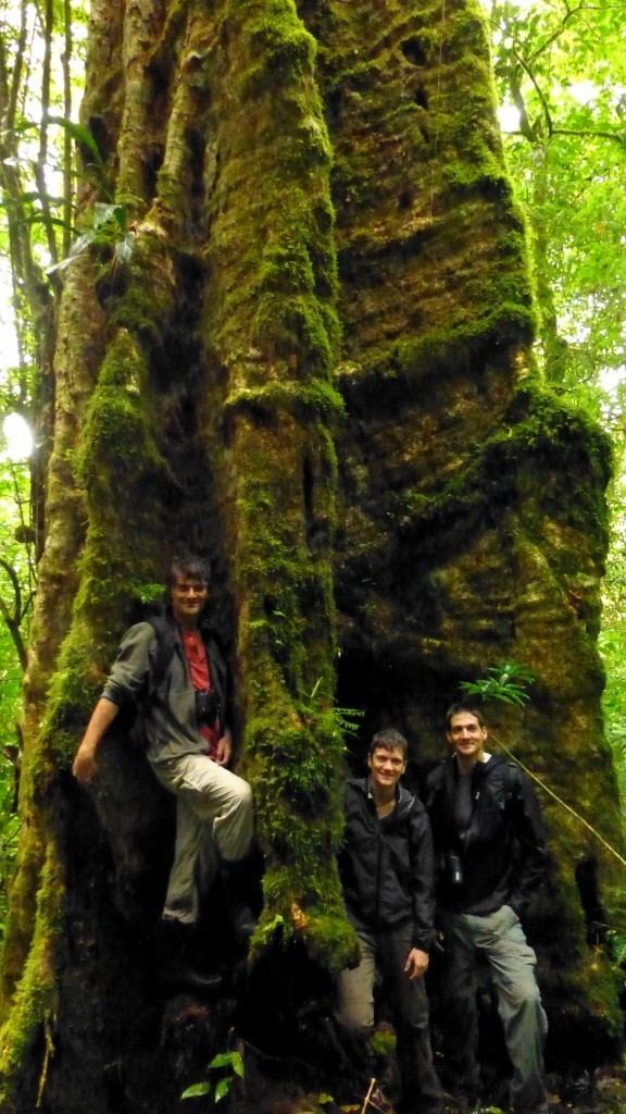 Ulmus mexicana Big Trees at MTCF Mount Totumas Cloud Forest