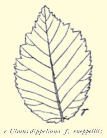 Ulmus minor 'Rueppellii'