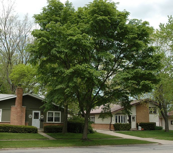 Ulmus 'Morton' Accolade Trees from Chicagoland Grows Accolade Elm