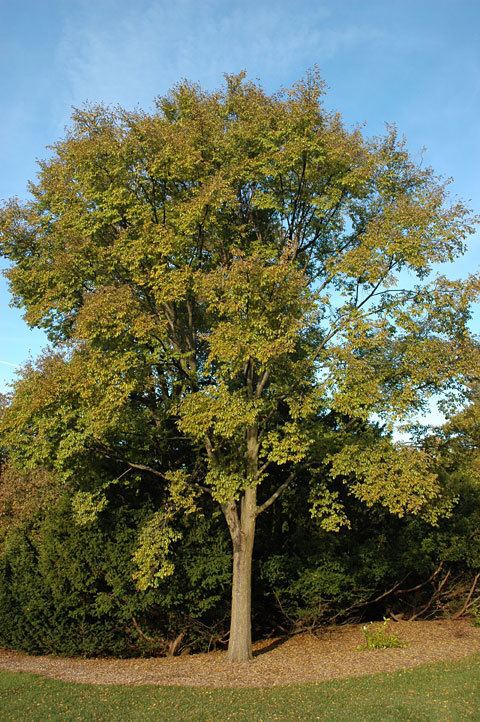 Ulmus 'Morton Glossy' Triumph - Alchetron, the free social encyclopedia