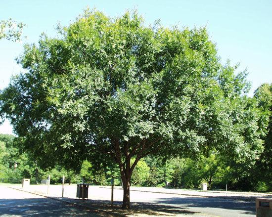 Ulmus parvifolia UFEI SelecTree A Tree Selection Guide