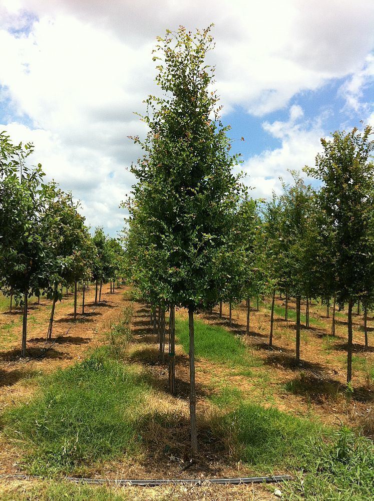 Ulmus parvifolia 'Emer II' = Allee Whitetail Tree Farm plantANTcom