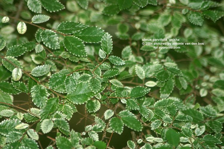 Ulmus parvifolia 'Geisha' homeopathydatabasecom