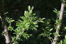 Ulmus parvifolia 'Yatsubusa' httpsuploadwikimediaorgwikipediacommonsthu