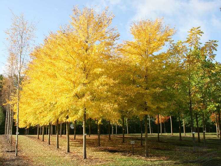 Ulmus 'Sapporo Autumn Gold' ULMUS 39Sapporo Autumn Gold39 Pflanzen null Bruns Site