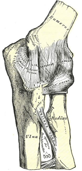 Ulnar collateral ligament of elbow joint