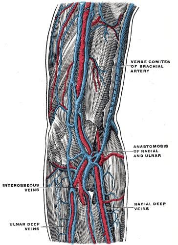 Ulnar veins