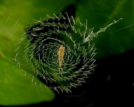 Uloborus Spider Uloborus glomosus BugGuideNet