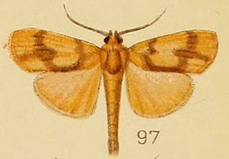 Ulopeza cruciferalis