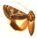 Ulotrichopus tinctipennis