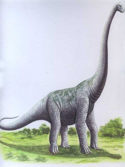 Ultrasaurus Ultrasaurus Pictures amp Facts The Dinosaur Database