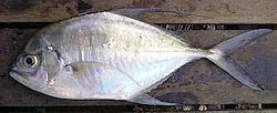 Ulua (genus) httpsuploadwikimediaorgwikipediacommonsthu