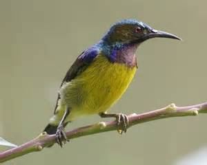 Uluguru violet-backed sunbird httpssmediacacheak0pinimgcomoriginals99