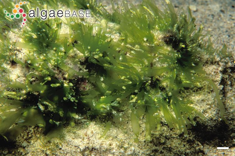 Ulva compressa Ulva compressa Linnaeus Algaebase