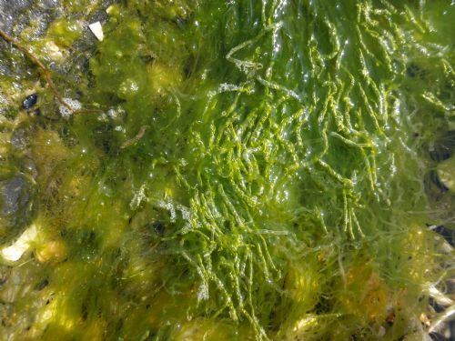 Ulva intestinalis Seaweeds of Alaska