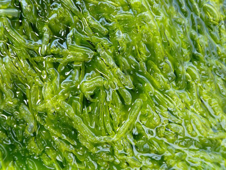 Воздух в водорослях. Ульва и ламинария. Энтероморфа водоросль. Зеленая водоросль энтероморфа. Энтероморфа кишечница.