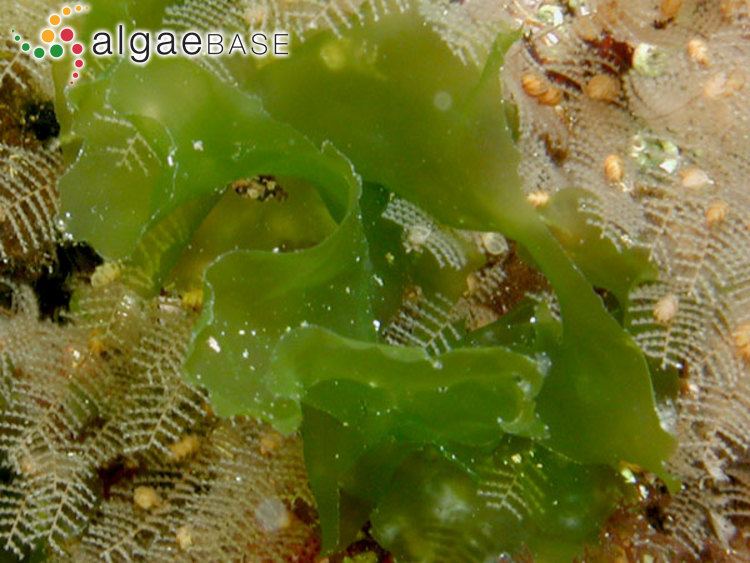 Ulva lactuca Ulva lactuca Linnaeus Algaebase