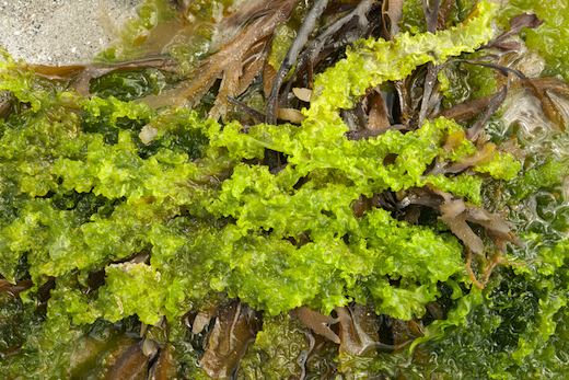 Ulva linza Seaweedie Information on marine algae