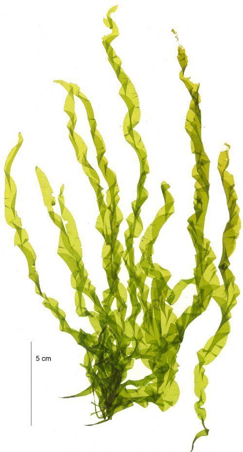 Ulva linza Seaweeds of Alaska