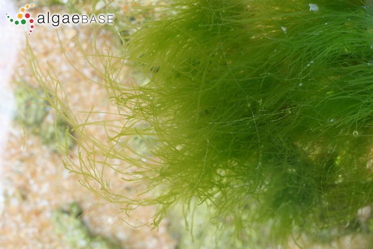 Ulva prolifera Ulva prolifera OFMller Algaebase