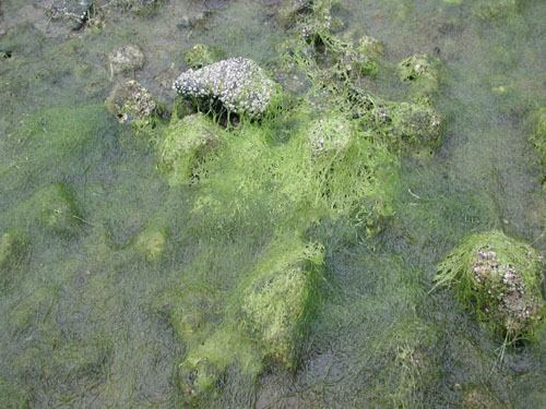 Ulva prolifera Seaweeds of Alaska