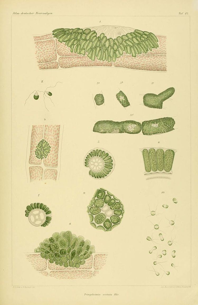 Ulvellaceae