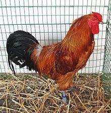 Šumava chicken httpsuploadwikimediaorgwikipediacommonsthu