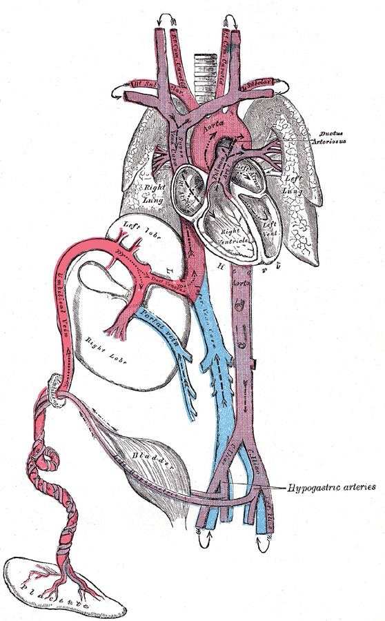 Umbilical artery