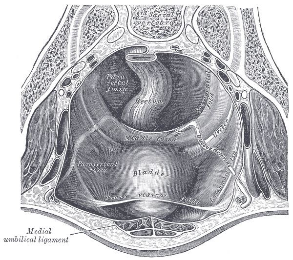 Umbilical fascia