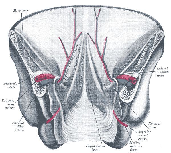 Umbilical folds