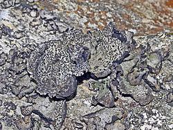 Umbilicaria crustulosa httpsuploadwikimediaorgwikipediacommonsthu