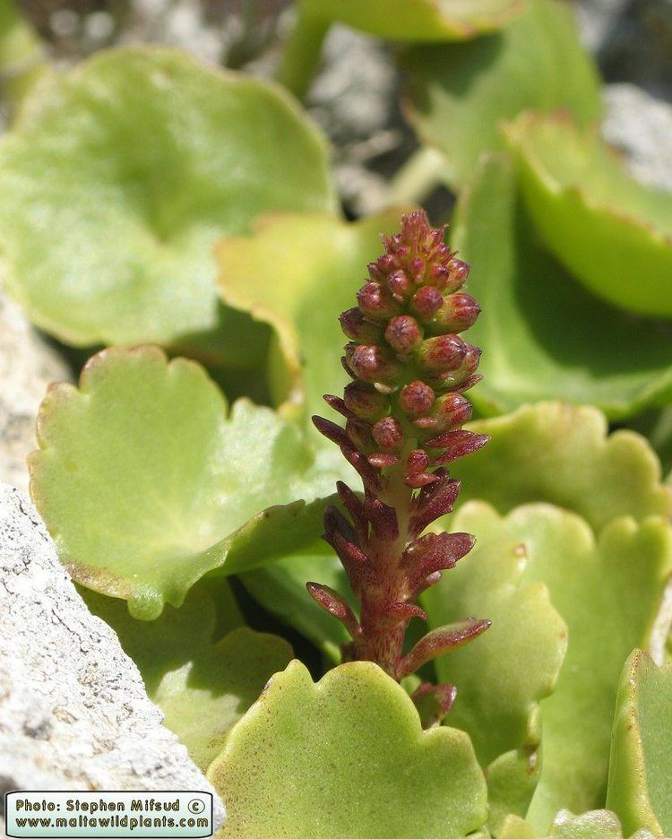 Umbilicus horizontalis Wild Plants of Malta amp Gozo Plant Umbilicus horizontalis Narrow