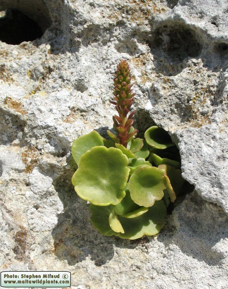 Umbilicus horizontalis Wild Plants of Malta amp Gozo Plant Umbilicus horizontalis Narrow