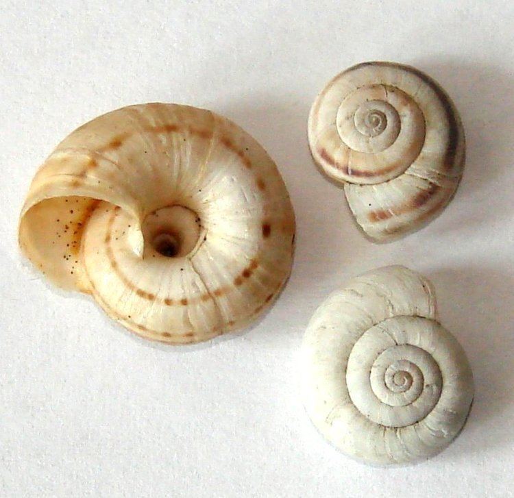 Umbilicus (mollusc)
