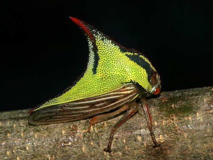 Umbonia crassicornis Thorn Bug Umbonia crassicornis Edingurg Hildago Co TX Flickr