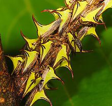 Umbonia crassicornis httpsuploadwikimediaorgwikipediacommonsthu