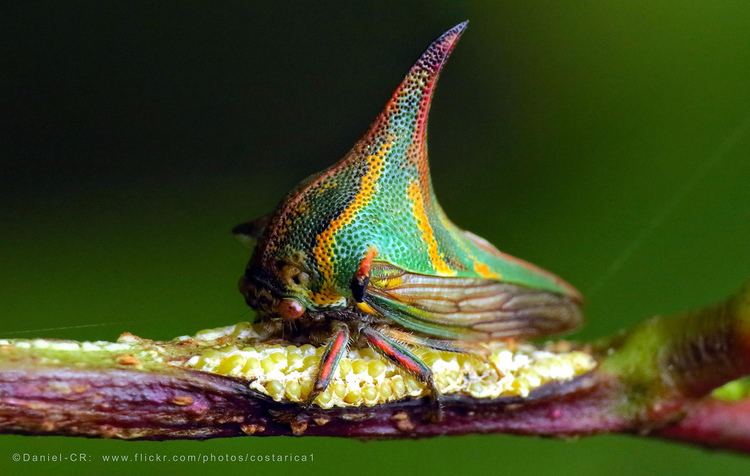 Umbonia crassicornis Thorn bug Umbonia crassicornis with eggs 9mm across Flickr