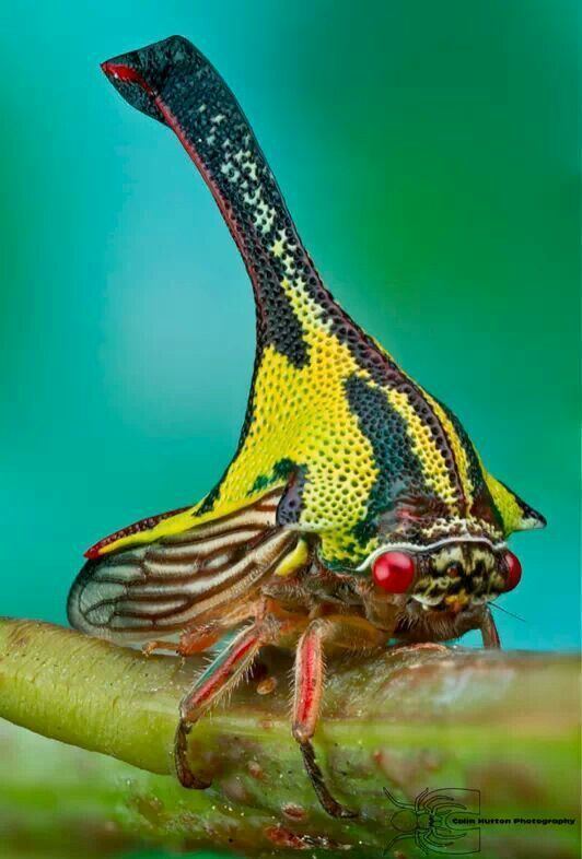 Umbonia spinosa biology project on emaze