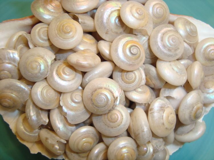 Umbonium Pearl Umbonium Seashells Shabby Crabby