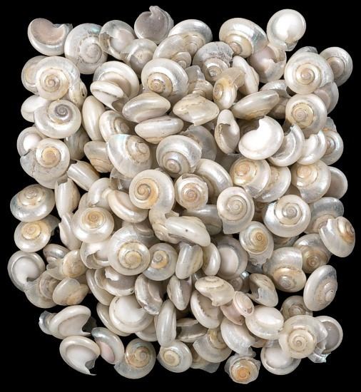 Umbonium Umbonium Shells