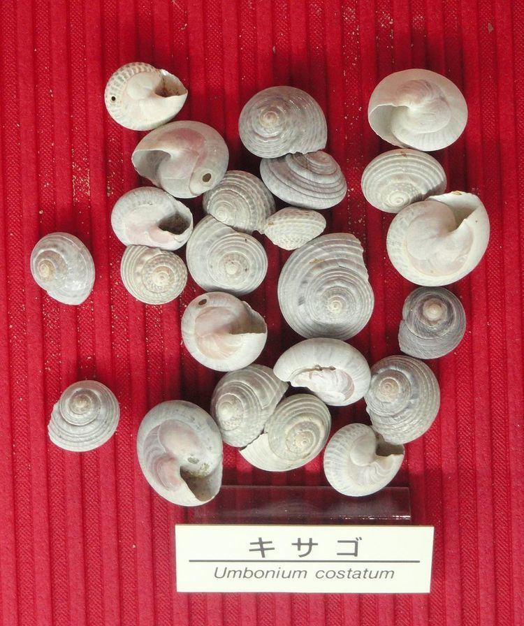 Umbonium costatum