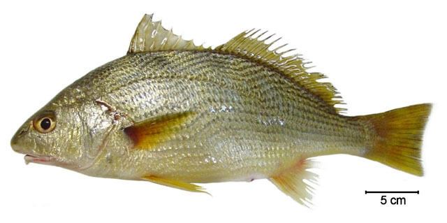 Umbrina Fish Identification