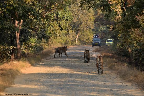 Umred Karhandla Wildlife Sanctuary Umred Karhandla Wildlife Sanctuary Nagpur Top Tips Before You Go